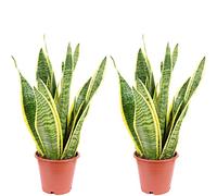 Set di 2 piante da appartamento Sansevieria trifasciata Laurentii, altezza ca. 35 cm, diametro vaso 12 cm