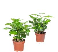 Set di 2 piante di caffè - Facile da pulire - Coffea Arabica - Altezza circa 20 cm, diametro del vaso 9 cm