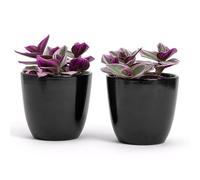 Set di 2 Vasi in terracotta | Misure D.10 cm H.9 cm | Ideali per Piante, Fiori e Bonsai. Coppia di Vasi da Interno ed Esterno | Portavasi Eleganti per Casa, Giardino, Balcone, Terrazzo (Neri)