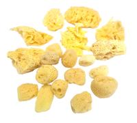 Set Di 20 Assortito Naturale Mare Spugne per Artisti Crafts Dipinto Acquerello