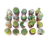 Set di 20 Cactus Veri con Spine vaso da 5,5cm, Mini Piantine da Interno ed Esterno - Piante Succulente Ideali per Scrivania, Casa e Ufficio - Le piantine variano in base alla disponibilità