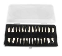 Set di 28 modelli dentali, denti in resina realistici per l'istruzione, scatola portatile inclusa, denti artificiali numerati in scala 1:1 per allenamento e studio