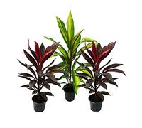 Set di 3 Cordyline fruticosa, mazza giglio 12 cm di vaso