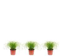 Set di 3 erba di gatto vera - altezza circa 30 cm, diametro pentola 12 cm - Cyperus alternifolius 'Zumula'