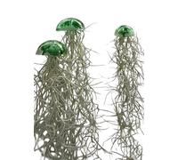 Set di 3 Meduse con Piante Aeree Tillandsia - Vetro e Resina Verde - Decorazione Moderna per la Casa - Senza Terra - Idea Regalo Originale - Trendyairplants