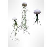 Set di 3 Piante Aeree Tillandsia con Riccio di Mare Viola - Fatto a Mano - Airplants Vere - Decorazione Naturale Sospesa Trendyairplants