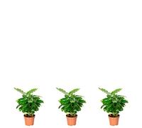 Set di 3 piante da caffè - altezza ca. 20 cm, diametro vaso 9 cm - Coffea Arabica