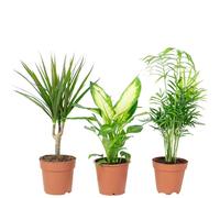 Set di 3 piante da interno facili da pulire, Chamaedorea, Dieffenbachia, Dracaena, diametro del vaso 10-12 cm