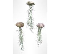 Set di 3 Piante Medusa con Ricci di Mare Naturali e Tillandsia - Airplants Vive con Muschio Spagnolo - Versione Classica - Regalo Naturale - Trendyairplants