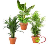 Set di 3 piante "Pet Friendly", +/- 30 - 60 cm, ø 12 - 15 cm pot, palma da interno, banano, palma Areca, atossica e sicura per gli animali, qualità professionale delle piante