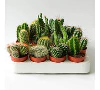 Set di 30 Cactus Veri con Spine vaso da 5,5cm, Mini Piantine da Interno ed Esterno - Piante Succulente Ideali per Scrivania, Casa e Ufficio - Le piantine variano in base alla disponibilità