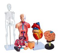 Set di 4 modelli di anatomia umana, modello anatomico 3D di organi umani con braccia e gambe mobili per insegnamento medico