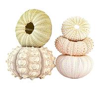 Set di 5 Appendini per Piante Ad Aria con Conchiglia di Riccio di Mare, Perfetti per la Decorazione Domestica (Set da 4 Pezzi)
