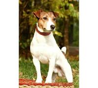 Set di 500 pezzi (52 x 38 cm) giocattolo di puzzle: British Jack Russell Terrier Cave Fox Dog Pet Puzzle, Holiday Family Game