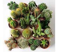 Set di 6 Cactus Veri con Spine vaso da 6,5cm, Mini Piantine da Interno ed Esterno - Piante Succulente Ideali per Scrivania, Casa e Ufficio - Le piantine variano in base alla disponibilità