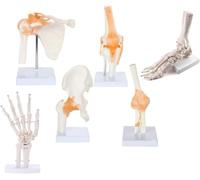Set di 6 modelli di anatomia dell'articolazione umana per insegnamento e | Modelli articolari completi per l'educazione e la ricerca anatomica.