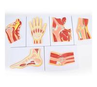 Set di 6 modelli di anatomia dell'articolazione umana, per insegnamento medico, include modelli di sezioni trasversali di mani, piedi, fianchi, ginocchia, spalla, gomito, per dimostrazione anatomica