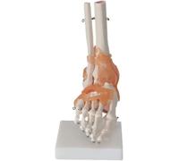 Set di 6 modelli di anatomia per articolazione umana, spalle, ginocchia, anca, gomito, per educazione medica, insegnamento e dimostrazione clinica, con base