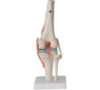 Set di 6 modelli di articolazioni umane - Modelli anatomici di scheletro for spalla, ginocchio, anca e gomito - Strumenti didattici for l'anatomia(E)