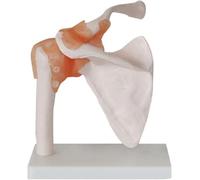 Set di 6 modelli di articolazioni umane, set di modelli di articolazioni di spalla, ginocchio, anca e gomito, modello anatomico di scheletro umano con base, strumento didattico di anatomia for l'(F)