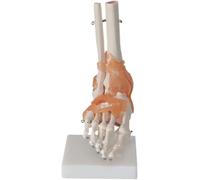 Set di 6 modelli di articolazioni umane, set di modelli di articolazioni di spalla, ginocchio, anca e gomito, modello anatomico di scheletro umano con base, strumento didattico di anatomia for l'(B)