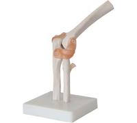 Set di 6 modelli di articolazioni umane, set di modelli di articolazioni di spalla, ginocchio, anca e gomito, modello anatomico di scheletro umano con base, strumento didattico di anatomia for l'(C)