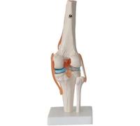 Set di 6 modelli di articolazioni umane, set di modelli di articolazioni di spalla, ginocchio, anca e gomito, modello anatomico di scheletro umano con base, strumento didattico di anatomia for l'(D)