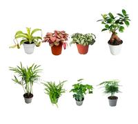 Set di 8 Piante Tropicali vere per Terrarium - Mini Giardini Verdi Esotici - Ideale per Decorazioni e realizzazione di terrari (FITTONIA ROSA)