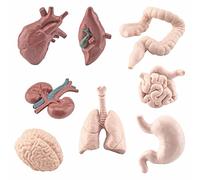 Set di accessori per il corpo, 8 pezzi, mini modello dell'anatomia umana, strumenti di apprendimento della fisiologia umana, kit di apprendimento scientifico per bambini, studenti di classe