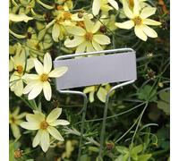 Set di etichette per piante da 20 pezzi, con targhette in rame e pali in ferro zincato, per aiuole, contenitori e aree di invasatura per interni (10,2 cm)