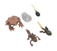 Set di Figure di Animali Realistici Che Migliorano il Gioco Cognitivo per i Bambini Simulazione del Ciclo di Crescita Educativa per la Casa, 5 Pezzi in PVC Modello Compatto di Rana