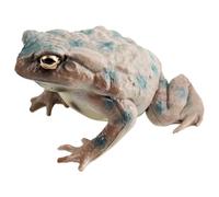 Set di figure di rana giocattolo - Figurine del modello mini rospo simpatiche, oggetti di studio della natura in classe, figure di anfibi da collezione per la sala giochi per bambini, regalo di arreda