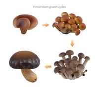 Set di giocattoli per il ciclo di crescita dei funghi, sussidi didattici