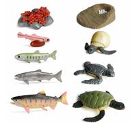 Set di metamorfosi a forma di coccinella e farfalla, 8 pezzi, giocattolo educativo Montessori per l'educazione e la casa, set educativo con 4 fasi (salmone, tartaruga)