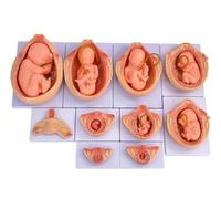 Set di modelli anatomici for lo sviluppo fetale umano da 9 mesi | Kit didattico for gestazione embrione, utero, a grandezza naturale, da 10 pezzi, feto rimovibile e cordone ombelicale