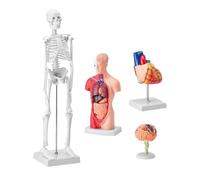 Set di modelli anatomici umani a grandezza naturale, 4 pezzi, cervello staccabile, cuore, busto, scheletro per addestramento medico, istruzione scolastica