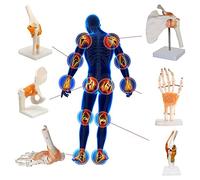 Set di modelli di anatomia 'articolazione umana da 6 pezzi - Modello di scheletro di spalla/gomito/polso/anca/ginocchio/piede a grandezza naturale, 1 pz