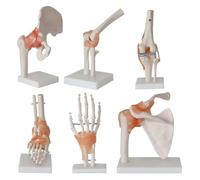 Set di modelli di articolazioni umane da 6 pezzi con base, replica anatomica for lo studio dello scheletro dell'anca del piede