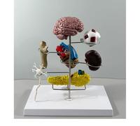 Set di modelli di diabete di tipo II in miniatura: cervello, occhio, cuore, rene, arteria, pancreas, neuroni e modelli di piede for l'educazione alla fisiologia, risorse di apprendimento medico, set d