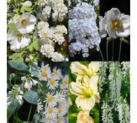 Set di piante perenni "bianco" - 24 piante perenni a fiore bianco per circa 3 m² - Elegante pacchetto di bordi per giardini soleggiati - facile da pulire e armonico - Ø 11 cm