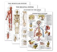 Set di poster anatomico laminato, muscolare, scheletrico, anatomia della colonna vertebrale, sistema endocrino, set di grafici anatomici (LAMINATO, 45,7 x 68,6 cm)