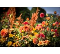 Set di puzzle in legno da 500 pezzi con motivo Dalia: gioco di puzzle rilassante fai da te, rompicapo (14 anni+)