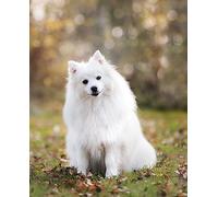 Set di puzzle per adulti da 2000 pezzi a forma di cucciolo bianco e soffice: classico e stimolante giocattolo per l'intrattenimento in famiglia (14 anni+)