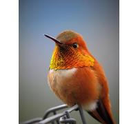 Set di puzzle per adulti da 3000 pezzi "Colibrì colorato": perfetto per il relax, la meditazione e i giochi educativi (14 anni+)