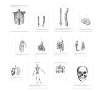 Set di stampe di ossa e organi anatomici - 12 pezzi (4 A3, 8 A4) | Stile misto | Senza cornici | Design sorprendente | Ideale per gli appassionati di medicina | Stampa d'arte da parete in edizione ...