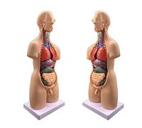 Set educativo anatomico 4D con cervello e cuore, 19 pezzi