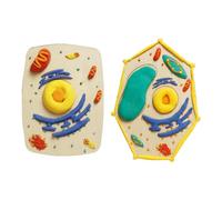 Set educativo per costruzione di modelli di cellule di legno con materiali in argilla Texture in legno per attività di apprendimento di biologia interattiva Modello educativo di anatomia cellulare