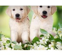 Set Lenzuola Copriletto Letto 100% Cotone Linea Sogni D'oro Springdog 64