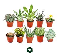 Set of 10 different succulent plants - 5,5cm pot im Set