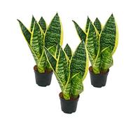 Set of 3 Sanseveria laurentii trafasciata - green yellow - 9cm pot, approx. 20-25cm total height
